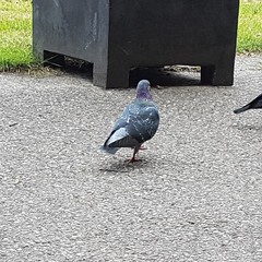 Columba livia domestica