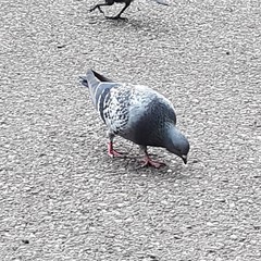Columba livia domestica