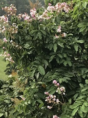 Lagerstroemia floribunda
