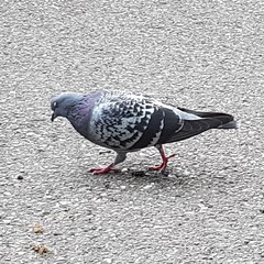 Columba livia domestica