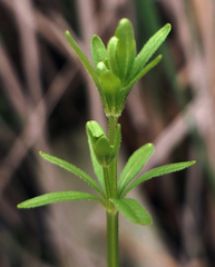 Galium tinctorium