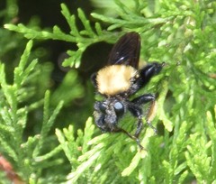 Laphria macquarti