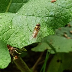 Episyrphus balteatus