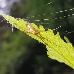 Tetragnatha