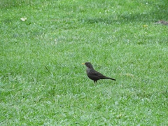 Turdus merula