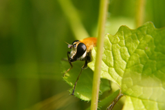 Criorhina floccosa