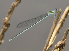Pseudagrion malabaricum