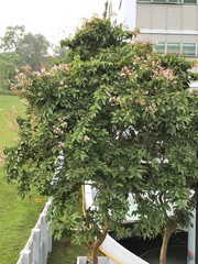 Lagerstroemia floribunda