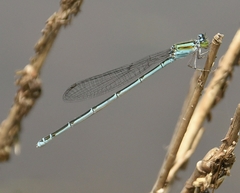 Pseudagrion malabaricum