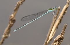Pseudagrion malabaricum