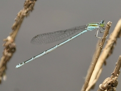 Pseudagrion malabaricum