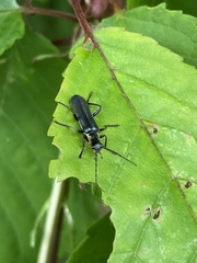 Cantharis obscura