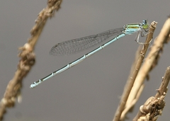 Pseudagrion malabaricum