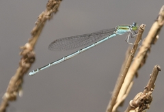 Pseudagrion malabaricum