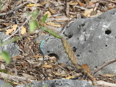 Pholidoscelis lineolatus