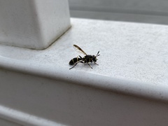 Sphiximorpha willistoni