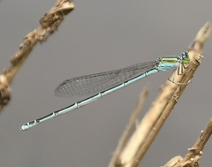 Pseudagrion malabaricum