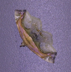 Lophoruza pulcherrima