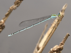 Pseudagrion malabaricum
