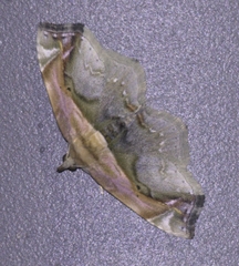 Lophoruza pulcherrima