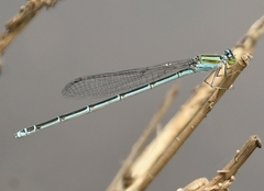 Pseudagrion malabaricum