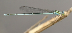 Pseudagrion malabaricum