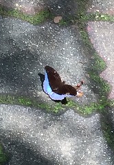 Tanaecia iapis puseda