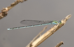 Pseudagrion malabaricum