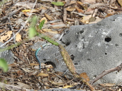 Pholidoscelis lineolatus