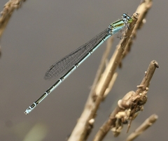 Pseudagrion malabaricum