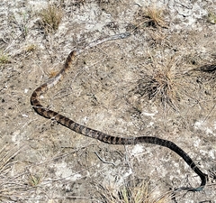 Palusophis bifossatus