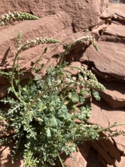 Reseda attenuata image