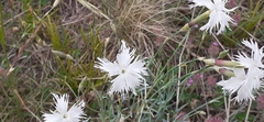 Dianthus lumnitzeri