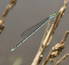 Pseudagrion malabaricum