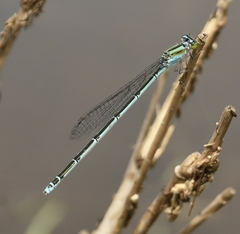 Pseudagrion malabaricum