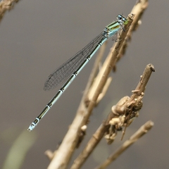 Pseudagrion malabaricum