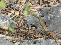 Pholidoscelis lineolatus