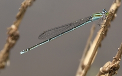Pseudagrion malabaricum