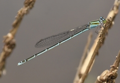 Pseudagrion malabaricum