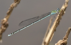 Pseudagrion malabaricum