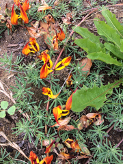 Lotus berthelotii