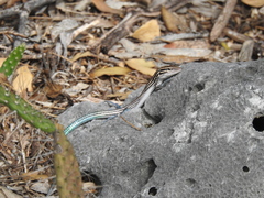 Pholidoscelis lineolatus