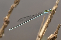 Pseudagrion malabaricum