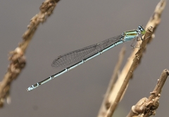 Pseudagrion malabaricum