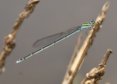 Pseudagrion malabaricum