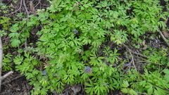 Corydalis solida