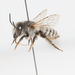 Megachile albohirta - Photo (c) Carlos Ruiz, some rights reserved (CC BY-NC), uploaded by Carlos Ruiz