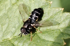 Paragus pecchiolii