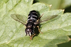 Paragus pecchiolii