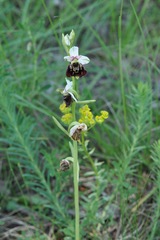 Ophrys fuciflora